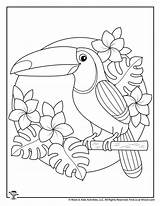 Toucan Woo Colouring Drawings Woojr Justcolorr sketch template