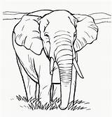 Elephants Coloringfolder Beginners sketch template