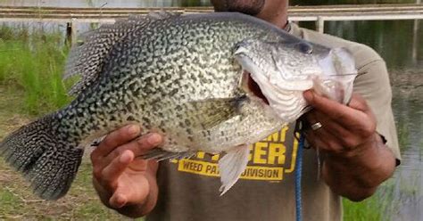 fishing  tennessee world record black crappie caught  loudon county