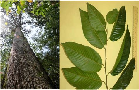 pohon pohon langka indonesia bagaimana nasibnya mongabaycoid