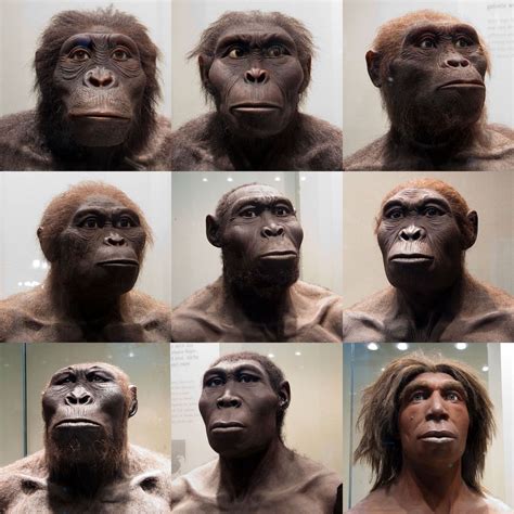 human ancestors  photo  flickriver human evolution hominid