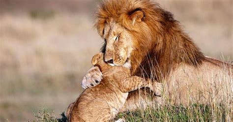 the story of a pure moment of grace lion hugs its cub