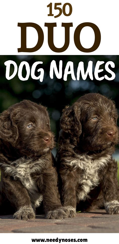 duo dog names   pet pair dog names pet names  dogs