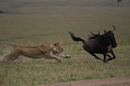 lion chasing prey zoospensefull