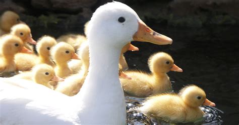 protect baby chicks ducklings sign share petition  february