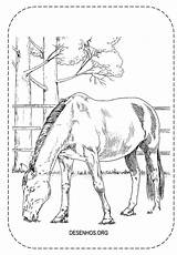 Cavalos Realistas Cavalo Realista sketch template