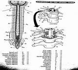 Coloring Anatomy Pages Physiology Spine Spinal Cord Printable Human Template Popular Library Books sketch template