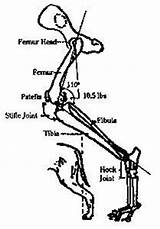 Hindquarters Moderate Mastiff sketch template