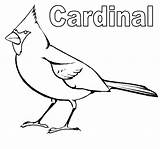 Coloring Cardinal Sheet Printable Pages Detailed Bird Beautiful High sketch template