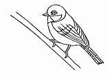 Sparrow Coloring Pages sketch template