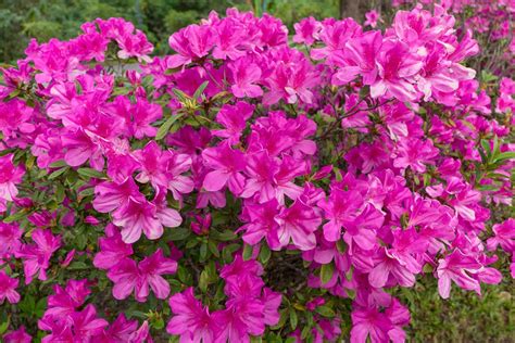 colourful small flowering shrubs horticulturecouk