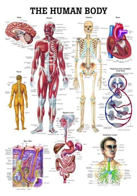 basic human body diagram