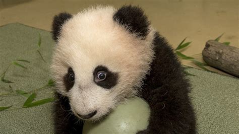 agreed baby pandas  cute      npr