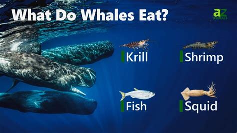 whales eat  diets explained az animals