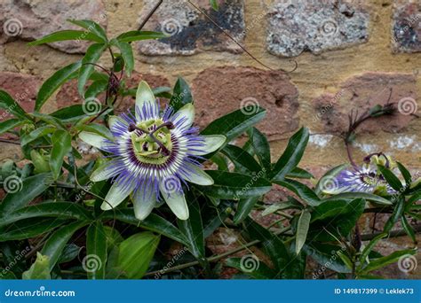 Stunning Passion Flower Climbing Plant Growing Up Brick Wall At