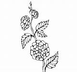 Rama Ramo Enredaderas Fiorito Enredadera Flors Amb Branca Branche Cadena Tattoos Colorier Dibuix Dibuixos Stampare sketch template