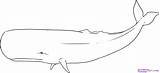 Whale Drawing Outline Whales Sperm Line Draw Coloring Clipart Blue Realistic Gray Humpback Simple Drawings Pencil Color Lessons Animals Paintingvalley sketch template