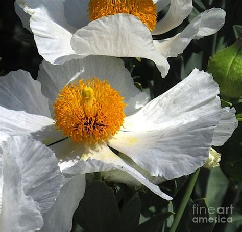 romneya  bloom photograph  marta robin gaughen fine art america