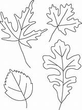 Leaves Trace Leaf Fall Drawing Choose Board Autumn Real Oak sketch template