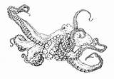 Octopus Pieuvre Getdrawings Commune Gratuit sketch template