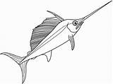 Swordfish Colorluna sketch template
