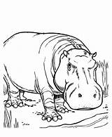 Hippo Hippopotamus Coloringme Hipopotamos Banerjee Getdrawings Hipopótamos sketch template