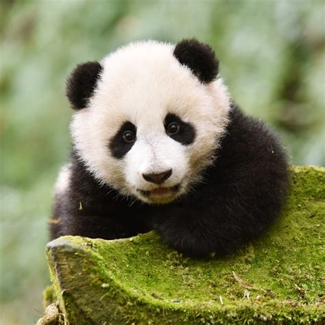 captive giant pandas return   wild cgtn