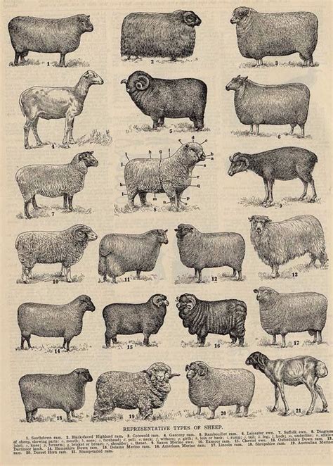 vintage sheep breed chart sheep breeds sheep cattle