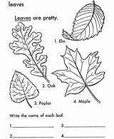 Coloring Leaf Leaves Pages Printable Tree Arbor Color Print Types Trees Sheets Kids Colouring Sheet Fall Printables Worksheets Large Activities sketch template