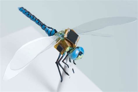 genetically modified dragonfly  worlds smallest drone dronelife