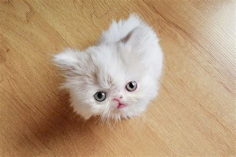 top  smallest cat breeds   world depth world