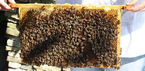 honingbijen op honingraat honingbijen honingraat bijen