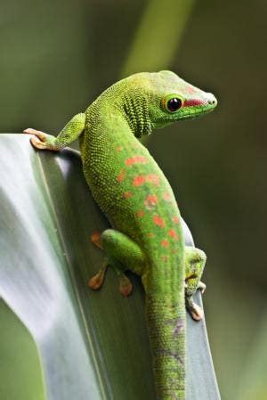 gecko tail   mind