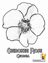 Cherokee Rose Flower Coloring Georgia Pages State Drawing Flowers Yescoloring Flag Sheets Iowa Kids Printable Getdrawings Symbols Illinois Alabama Violet sketch template