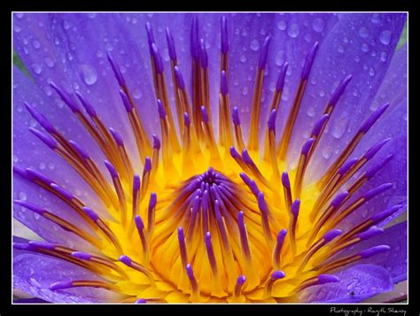 blue water lily  photo  flickriver