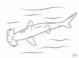 Shark Coloring Hammerhead Martillo Hamerhaai Dibujos Colorare Sharks Haie Malvorlagen Tiburon Squalo Ausdrucken Ausmalen Disegni Martello Hammerhai Tiburón Tiburones Hai sketch template