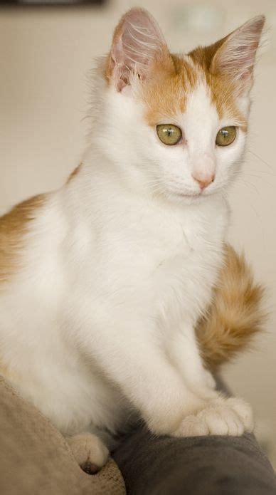 the turkish van cat cat breeds encyclopedia