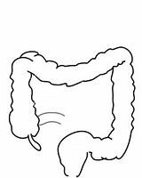 Intestine Small Colon Clipart Large Clip Intestines Cliparts Library Vector Cartoon Clker Clipartmag sketch template