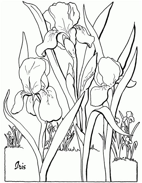 coloring pages  iris flower cabaretbelico
