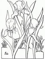 Coloring Adult Floral Pages Adults Iris Print Flower Colouring Fairy Printable Graphics Sheets Thegraphicsfairy Books Book Kids Library Clipart Sheet sketch template
