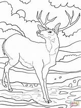 Deer Coloring Mule Pages Whitetail Tailed Color Printable Buck Supercoloring Print Elk Tail Drawing Rocky Clipart Getdrawings Colouring Mountains Ones sketch template