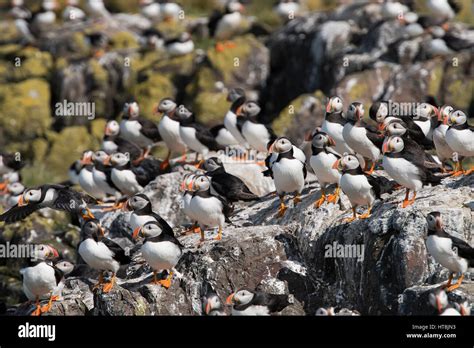 large group  atlantic puffins  breeding grounds farne isles