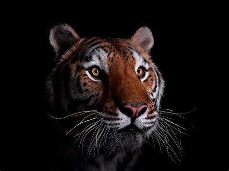 breathtaking studio portraits  wild animals