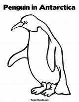 Antarctica Antartica Pinguin Ausmalbilder Adelie Penguins Twistynoodle Noodle Designlooter Kidsuki Twisty sketch template