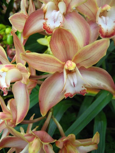 peach orchids flickr photo sharing