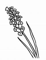 Lavender Coloring Pages Vacuum Flower Simple Color Designlooter Drawing Canary Island Getcolorings Getdrawings 84kb 776px Luigi Cleaner sketch template