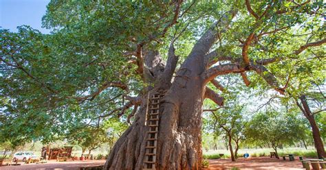 ancient baobab trees are mysteriously dying huffpost uk