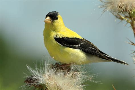 goldfinch full hd wallpaper  background image  id