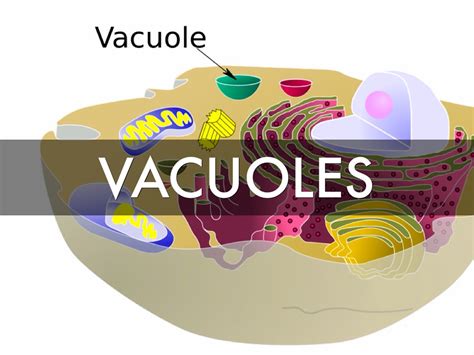vacuoles  cytoplasm  alex brooking