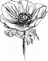 Poppy Flower Drawing Flowers Dessin Coquelicot Pavot Tattoo Vector California Illustration Drawings Botanical Croquis Fleurs Stock Blanc Noir Et Fleur sketch template